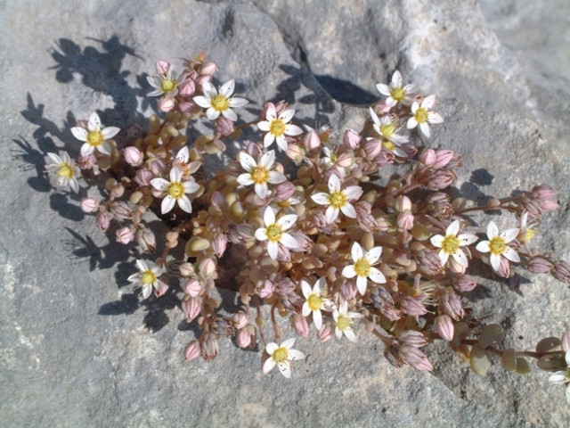 Sedum dasyphyllum / Borracina cinerea